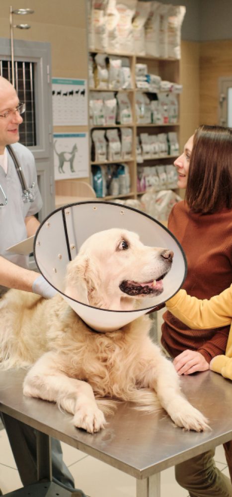 marketing digital para veterinarias